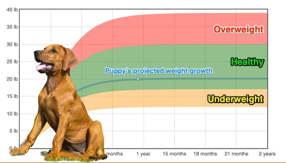Rhodesian Ridgeback Weight+Growth Chart 2024 How Heavy Will My